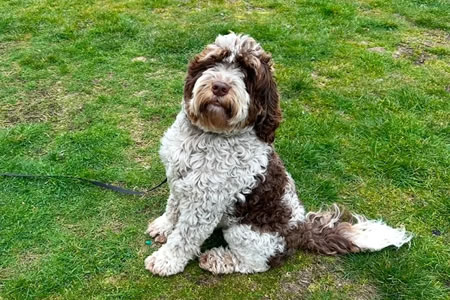 Why Regular Dog Waste Removal Is More Important During the Summer