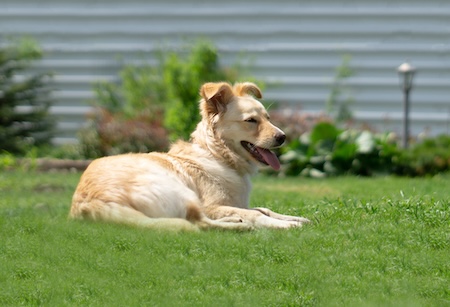 The Environmental Benefits of Proper Dog Waste Disposal